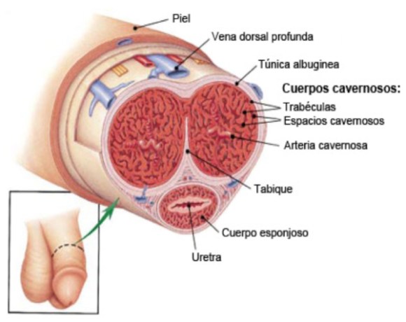 Disfunción eréctil - Clínica Urológica. Urología Salamanca. Dr. Miguel Ángel García - Prostatitis - Urólogo Salamanca