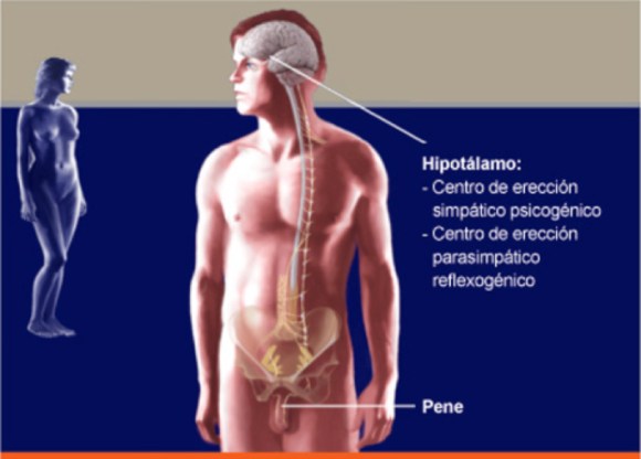 Disfunción eréctil - Clínica Urológica. Urología Salamanca. Dr. Miguel Ángel García - Prostatitis - Urólogo Salamanca