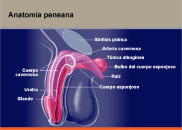 Disfunción eréctil - Clínica Urológica. Urología Salamanca. Dr. Miguel Ángel García - Prostatitis - Urólogo Salamanca