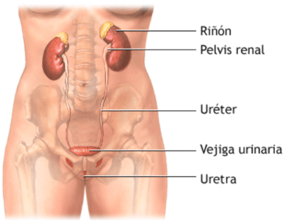 Infecciones del Tracto Urinario - Clínica Urológica. Urología Salamanca. Dr. Miguel Ángel García - Urólogo Salamanca
